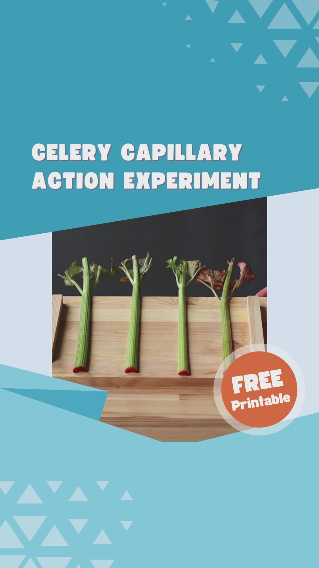 Load video: Unlock the wonders of science with our Celery Capillary Action Experiment! 🌱🔬 Dive into the world of scientific exploration and nurture critical thinking, observational skills, and hands-on learning. 🧪✨ This FREE PDF guide is your gateway to understanding capillary action and its fascinating role in plants. 📚🌿 But wait, there&#39;s more! Check out our captivating video demonstration that brings the experiment to life. 🎥🌟 Let curiosity lead the way as you embark on this educational adventure! 🚀💡Materials:Four celery stalks with leavesFour clear glasses or jarsWaterRed food coloringA timerA dry trayGet hands-on with our free printable resources at our Steam Project Center: https://brainsteamedu.com/pages/steam-project-center  Let the learning and fun begin! 🚀🌈 #CeleryCapillaryExperiment #STEMeducation #HandsOnLearning #CuriosityUnleashed #ScienceExperiment #EducationalResources #FreePDF #FreePrintables #CuriousExplorers #ScientificAdventure #CaptivatingExperiment #InteractiveLearning #EducationalExperience #MindBogglingOobleck #PeculiarProperties #UnravelDiscoveries #EngagingActivities #ActiveLearning #NurtureInquiry #ThrillingJourney #YoungScientists #FreePDFGuide #SteamProjectCenter